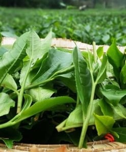 Alternative view of Trà Búp Lộc Xuân Thái Nguyên