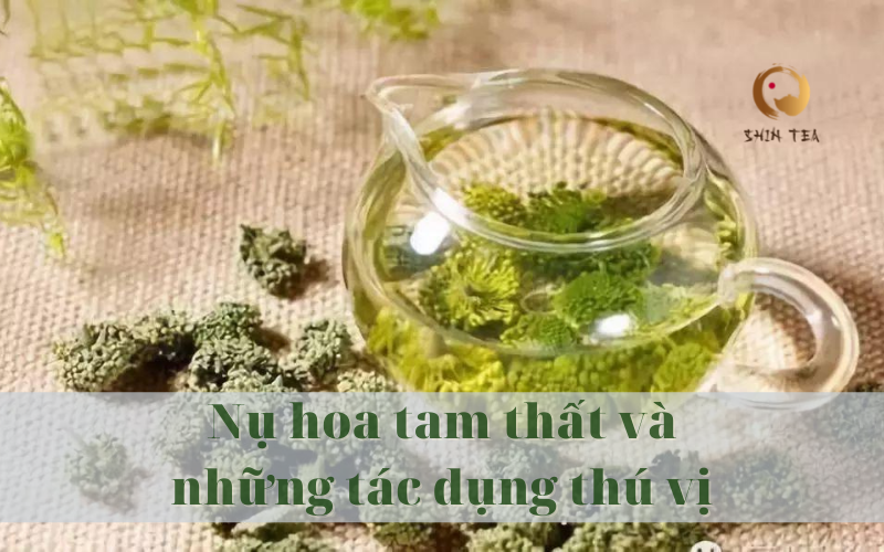 Nụ hoa tam thất có tác dụng gì đối với sức khỏe - Shin Tea